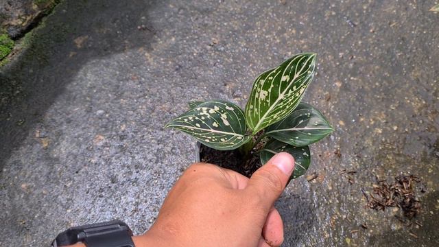 PERBEDAAN AGLONEMA KULTUR, CACAH BONGGOL DAN ANAK SAMPING, PEMBELI WAJIB TAU ‼️‼️ смотреть онлайн