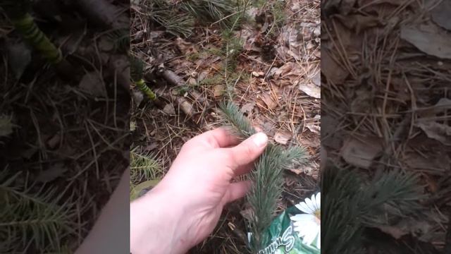 Прививка хвойных ели голубой смотреть онлайн