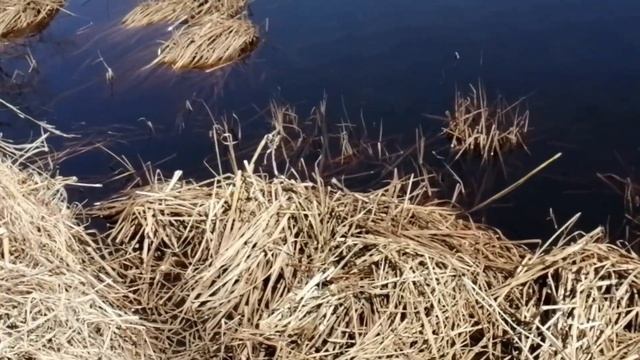 Охота и рыбалка острова Сахалин 2020. Продолжение. Сахалинская рыбалка & Sakhalin fishing смотреть онлайн