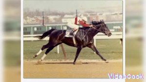 знаменитые лошади Секретариат,Резвая и Сухарь