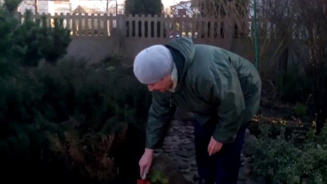 Безвременник. Осеннее обещание весны. Пересадка смотреть онлайн