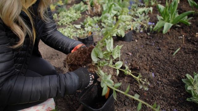 Spacer po ogrodzie pod koniec kwietnia. Sadzimy byliny - brunnera i hakonechloa смотреть онлайн