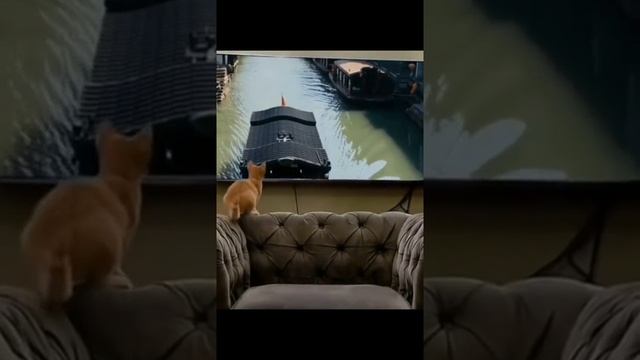 Смешные коты и рыбы. смотреть онлайн