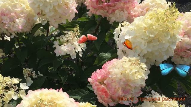 Гортензия метельчатая Пинки Промис ? обзор: как сажать, саженцы гортензии Пинки Промис смотреть онлайн