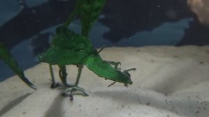 Папоротник таиландский. Самое важное.