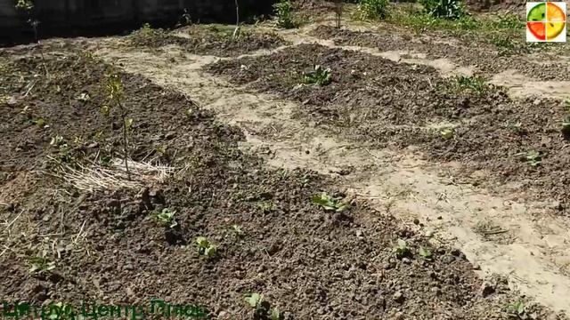 Фисташка цветение смотреть онлайн