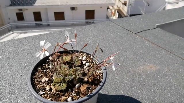 Pelargonium Barklyi By Vanskouflora