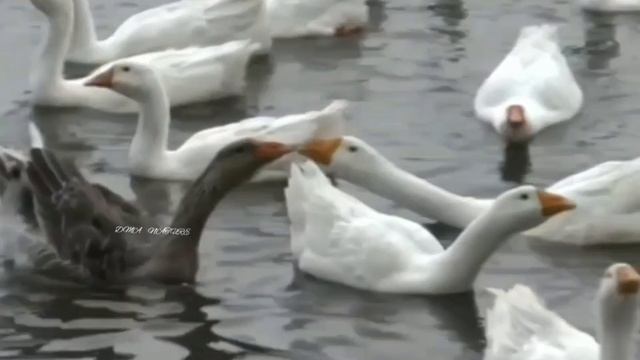 Гуси. Дикие гуси. Домашние гуси. смотреть онлайн