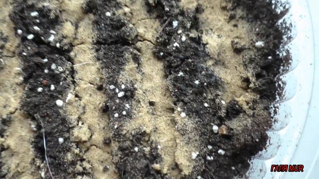 Обзор рассады смотреть онлайн