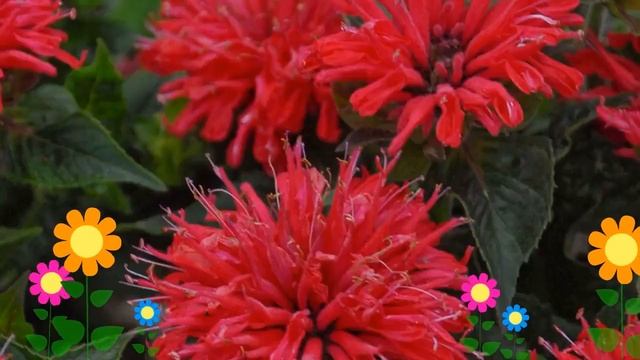 Монарда гибридная (Pardon My Cerise). Краткий обзор, описание характеристик, где купить саженцы смотреть онлайн