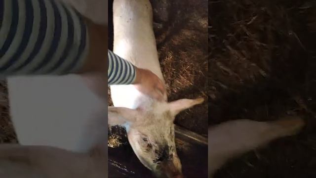 Продолжение про птичек.Индюк бронзовый смотреть онлайн