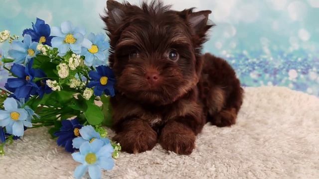 шоколадный Йорк, мини девочка. www.dog-mini.ru смотреть онлайн