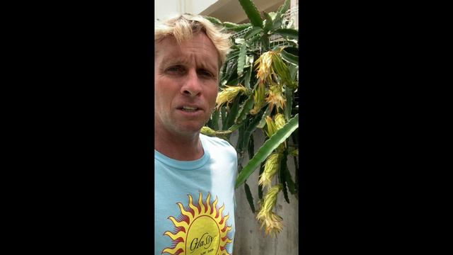 Beautiful time lapse dragon fruit flower смотреть онлайн