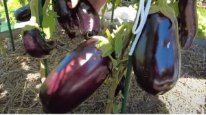 ПЯТЬ БАКЛАЖАНОВ ДЛЯ ОТКРЫТОГО ГРУНТА СО ЗНАКОМ КАЧЕСТВА