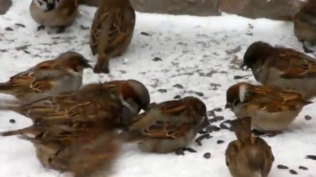 Воробьи и синицы-2. смотреть онлайн