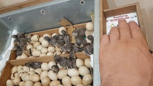 Очередной видео про вылупление  кекликов