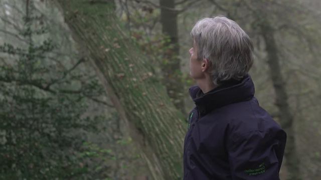 Winter Tree Identification (Part 2) смотреть онлайн