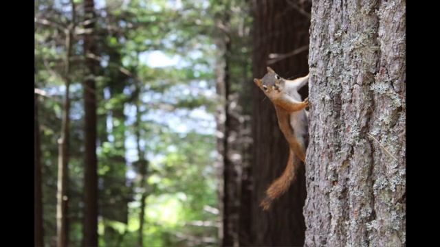 relaxing sounds of the forest for sleeping/расслабляющие звуки леса для сна смотреть онлайн