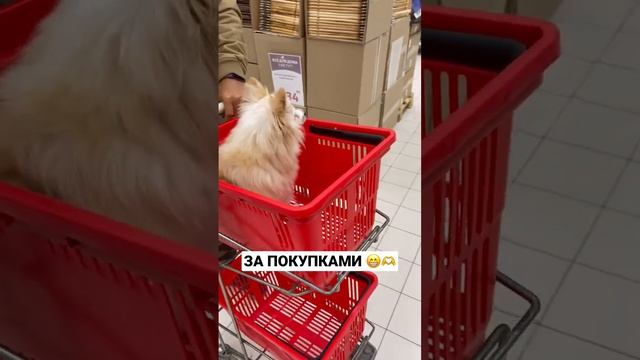 Какой корм выбрать? смотреть онлайн