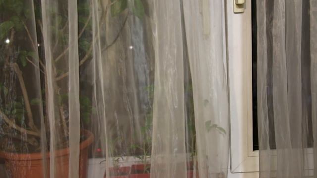 Рассада томатов вытягивается. Что делать? смотреть онлайн