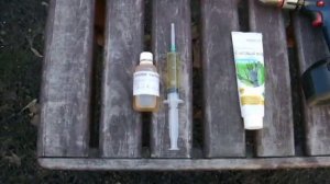 Инъекции каштану от минирующей моли