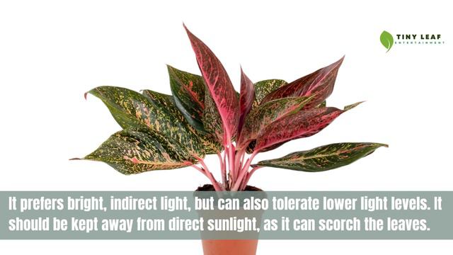 Aglaonema 'Red Valentine' | Chinese Evergreen | TinyLeaf смотреть онлайн