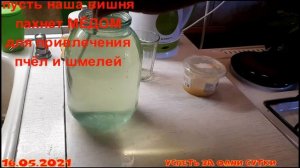 16.05.2021 Как привлечь пчёл ? к цветущей вишне, если рядом нет подходящих деревьев- опылителей.