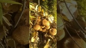 чешуйчатка обыкновенная