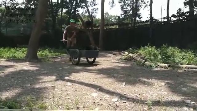 ГИМАЛАЙСКИЙ МЕДВЕЖОНОК В ПРИМОРСКОМ САФАРИ-ПАРКЕ 22 ИЮЛЯ 2018 Г. смотреть онлайн