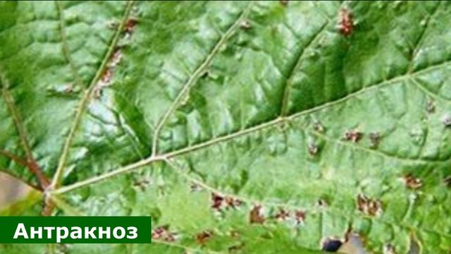 Не пропустите обработку винограда до цветения смотреть онлайн