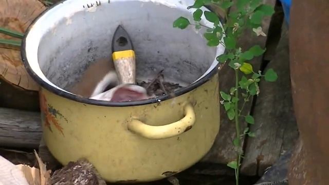 Симпатичный зверек ласка смотреть онлайн