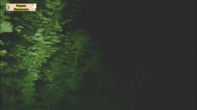 Пение птиц в ночном лесу. смотреть онлайн