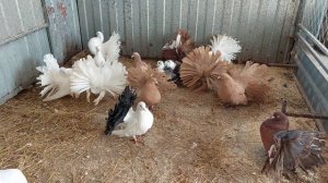 Голуби Павлины Гречко Александра