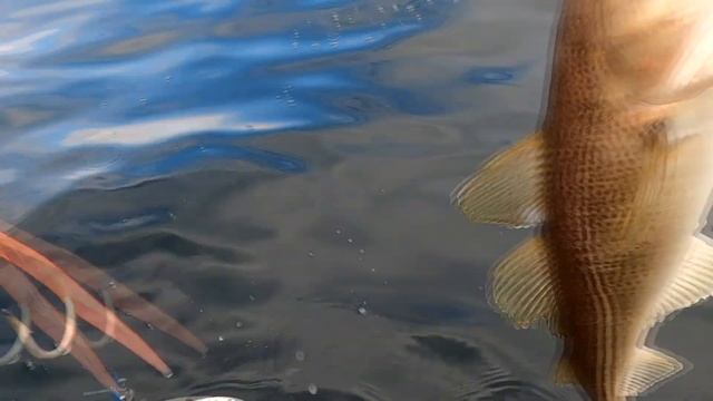 Клёв крупной трески на сапоге летом. Попали на штраф от погранцов. смотреть онлайн