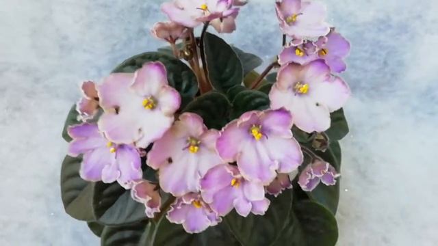 Oksana смотреть онлайн