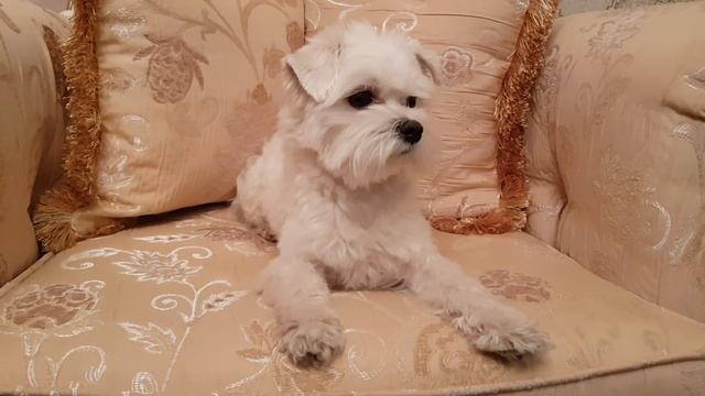 СОБАКА - ЭТО... ПОЧЕМУ СТОИТ ЗАВЕСТИ СОБАКУ? смотреть онлайн