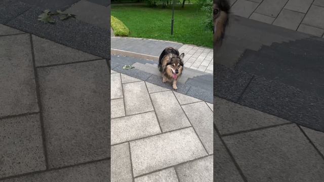 Динька и лестницы смотреть онлайн