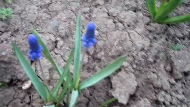 Самые красивые стихи про гиацинт. смотреть онлайн