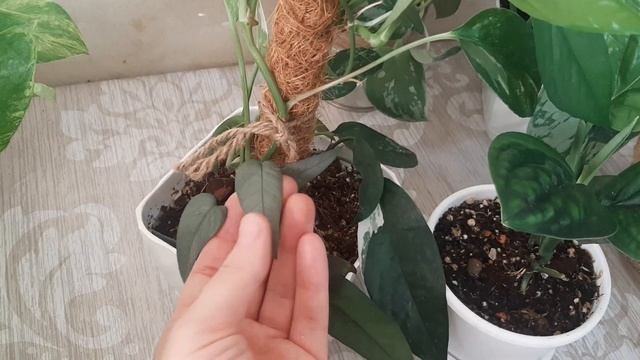 16 сциндапсусов/эпипремнумов в моей коллекции. обзор цветов смотреть онлайн