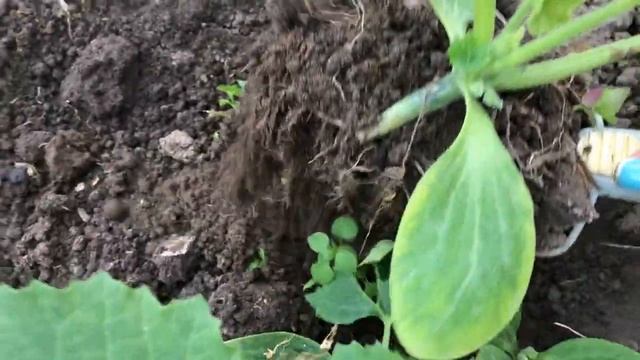 Высаживаю рассаду кабачков в бочки И компостный короб смотреть онлайн