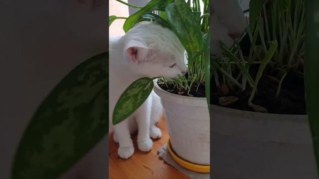 любит Милка проросший овес #life #moments #кошки #белаякошка #глухаякошка смотреть онлайн