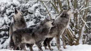 Красивая песня про Волков
