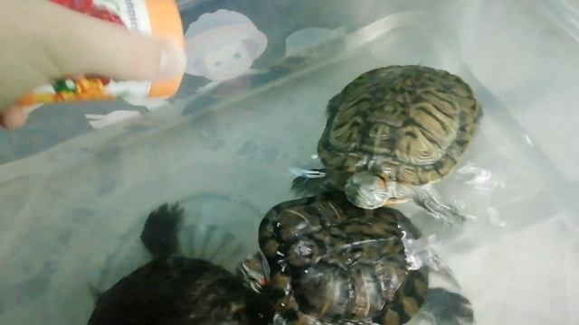 Новый кальций для красноухих черепах. Яичная скорлупа + луковая шелуха. Полезные свойства яиц смотреть онлайн