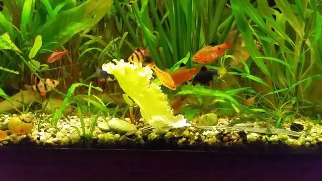 Барбусы в 180л. смотреть онлайн