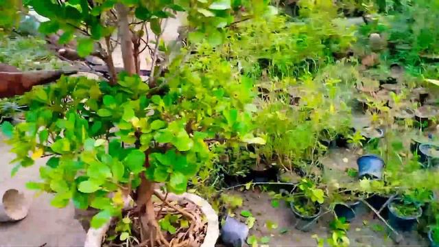 Ficus Cutting Plant Ficus Plant Cutting Design