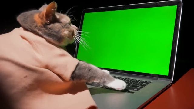 green screen product ноутбук и котэ 2022 смотреть онлайн