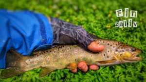 Ловля дикой форели  на лесных реках Ленинградской области