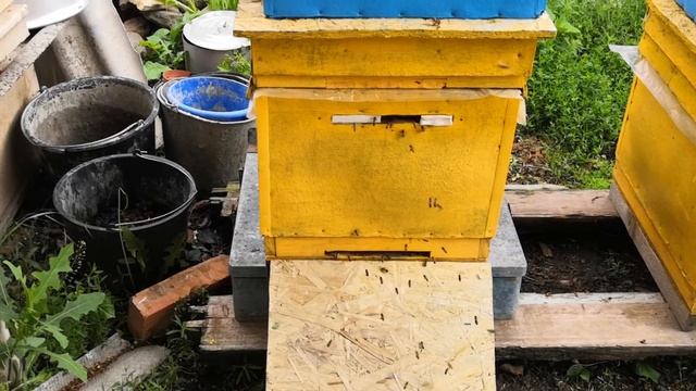 Работа Серой Горной Кавказской (Краснополянский тип) пчёлы на взятке. смотреть онлайн