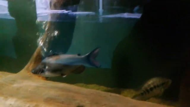 Океонариум. г. Казань смотреть онлайн