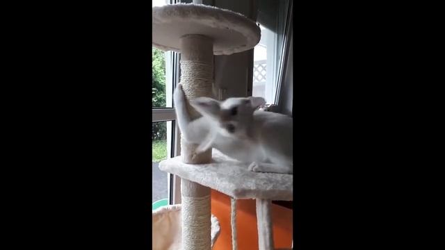 How Cats React To The Cat Tree! смотреть онлайн